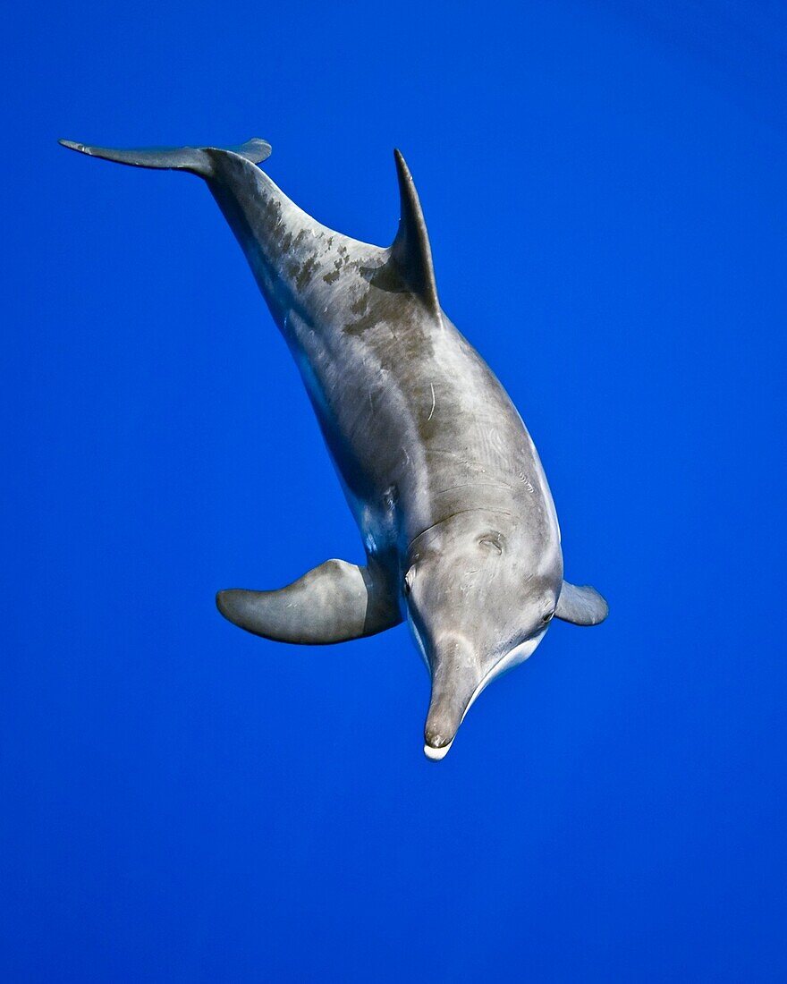 rough-toothed dolphin, Steno bredanensis, analyzing the photographer by using impulse-type click-type sonar for precise echolocation and imaging, Kona Coast, Big Island, Hawaii, USA, Pacific Ocean