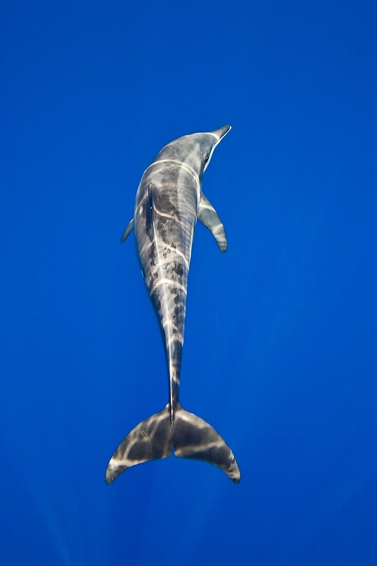 rough-toothed dolphin, Steno bredanensis, Kona Coast, Big Island, Hawaii, USA, Pacific Ocean