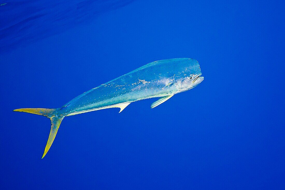 mahi-mahi, dorado, or common dolphin-fish, Coryphaena hippurus, Kona Coast, Big Island, Hawaii, USA, Pacific Ocean