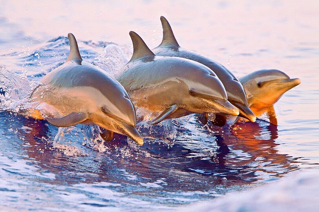 pantropical spotted dolphins, Stenella attenuata, juveniles and baby, doing synchronized jumping out of boat wake at senset, Kona, Big Island, Hawaii, USA, Pacific Ocean
