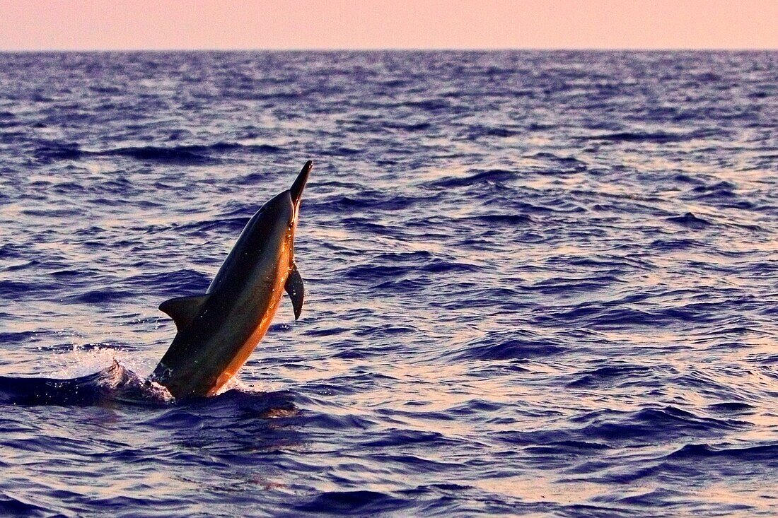 Hawaiian spinner dolphin, Stenella longirostris, jumping at sunset, Kona, Big Island, Hawaii, USA, Pacific Ocean