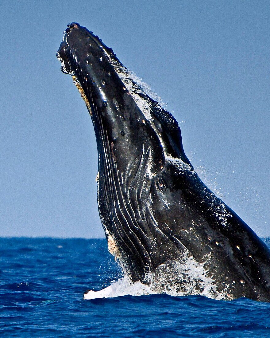 humpback whale, Megaptera novaeangliae, head-lunging breach, Hawaii, USA, Pacific Ocean