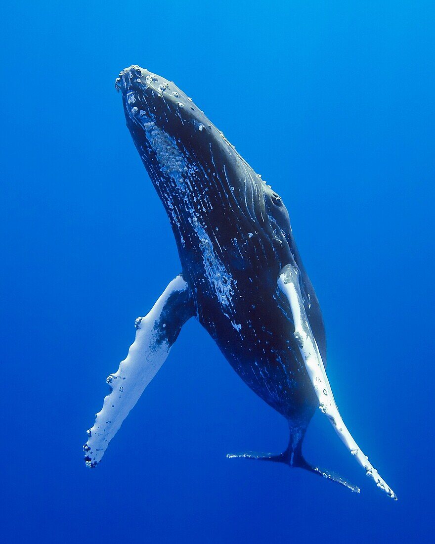 humpback whale, Megaptera novaeangliae, Hawaii, USA, Pacific Ocean