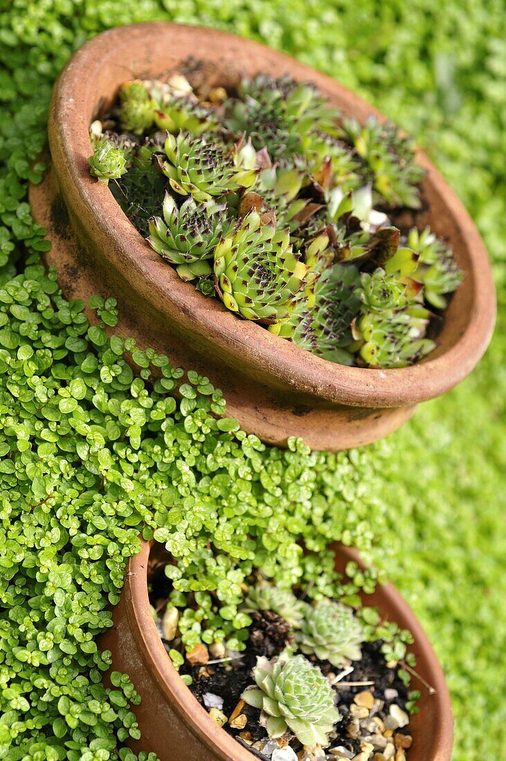 Sempervivum tectorum Houseleek