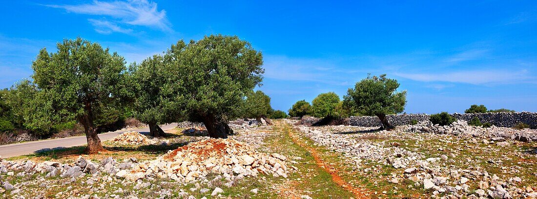 Lunjski Maslinici, ancient Olive trees of Lun - Pag island, Croatia