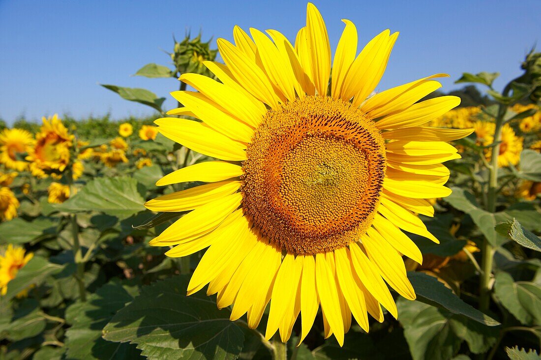 Field of Sunflower flowering heads