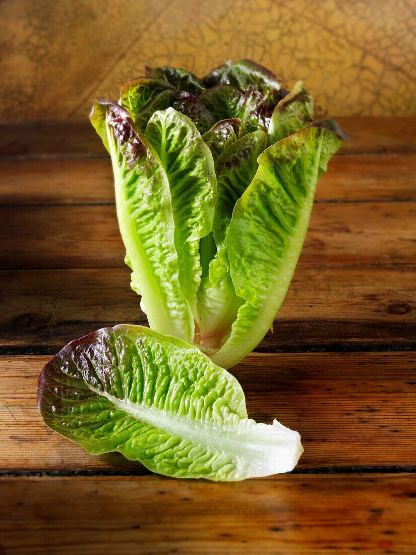 Red leaved Cos lettuce