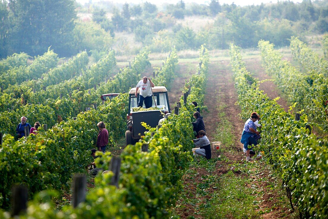 grape harvest in the Balaton hills vineyards, Balaton, Hungary