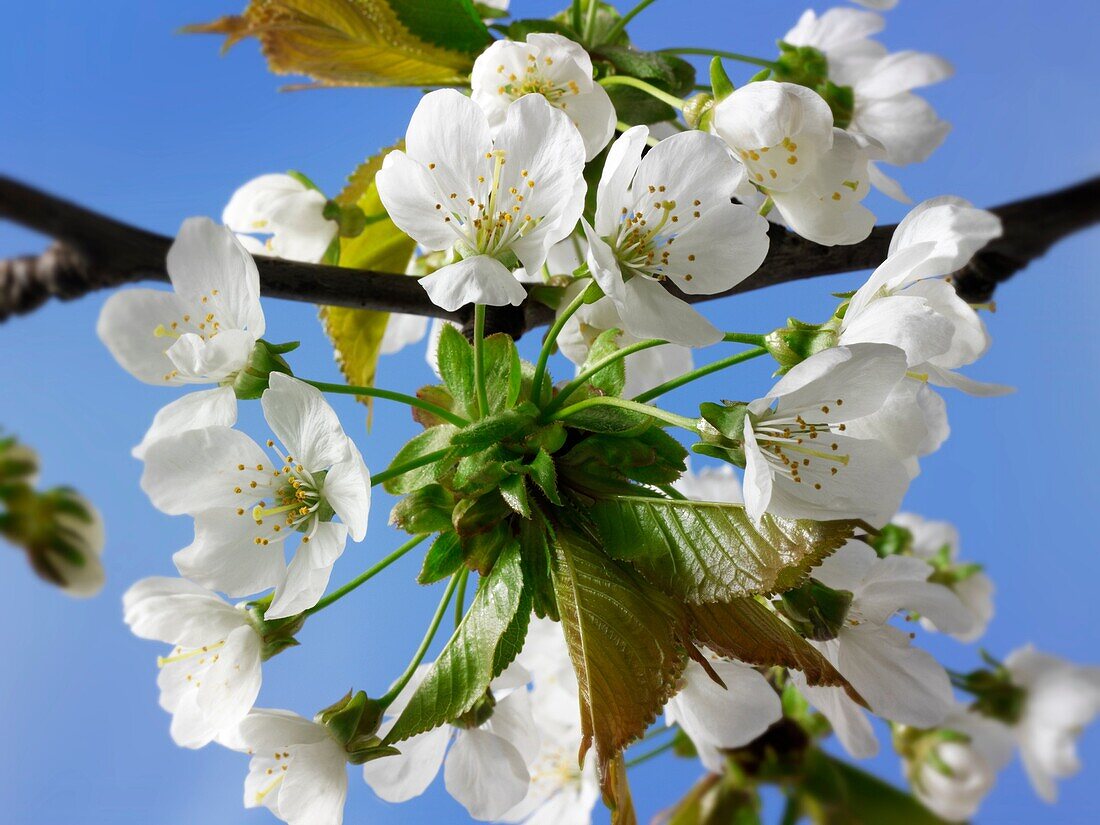 White cherry blossom flowers