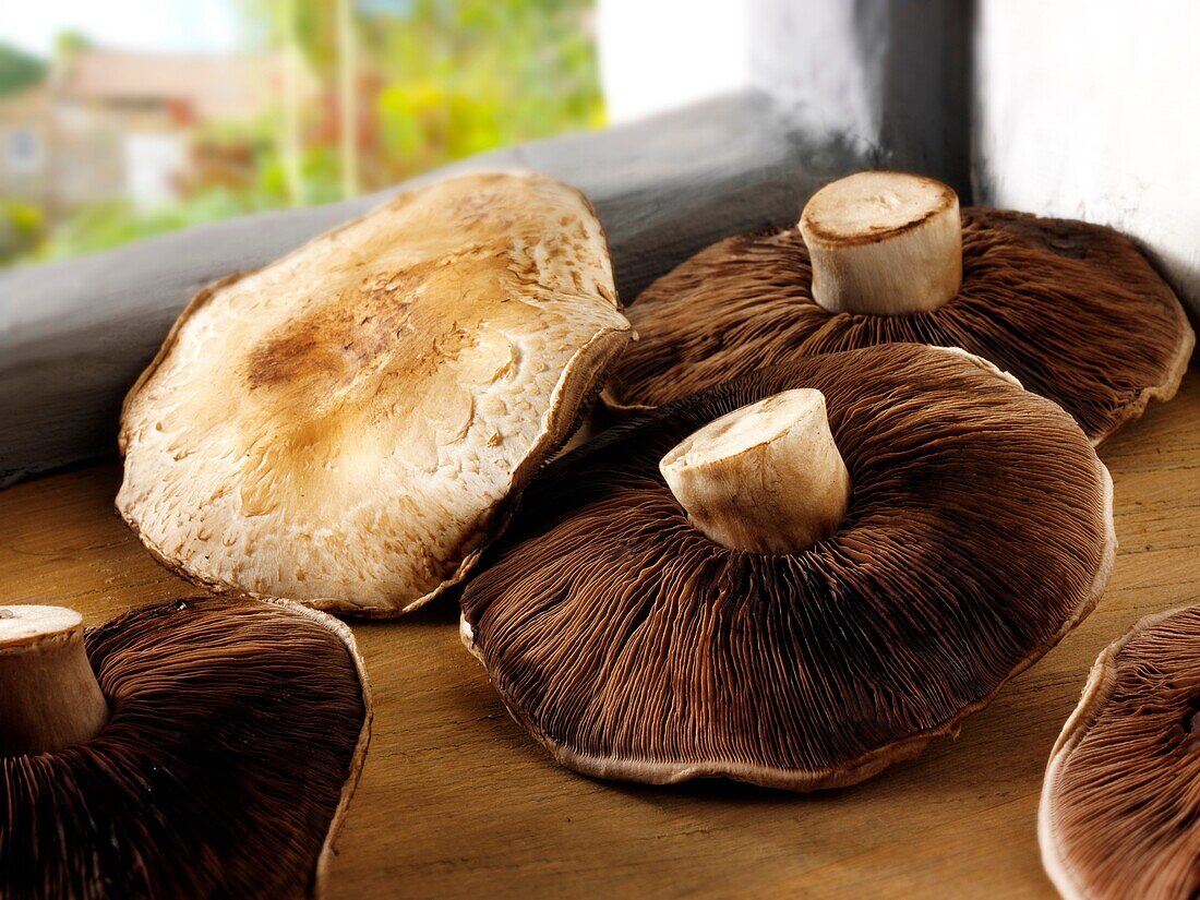 Flat cap field Mushrooms