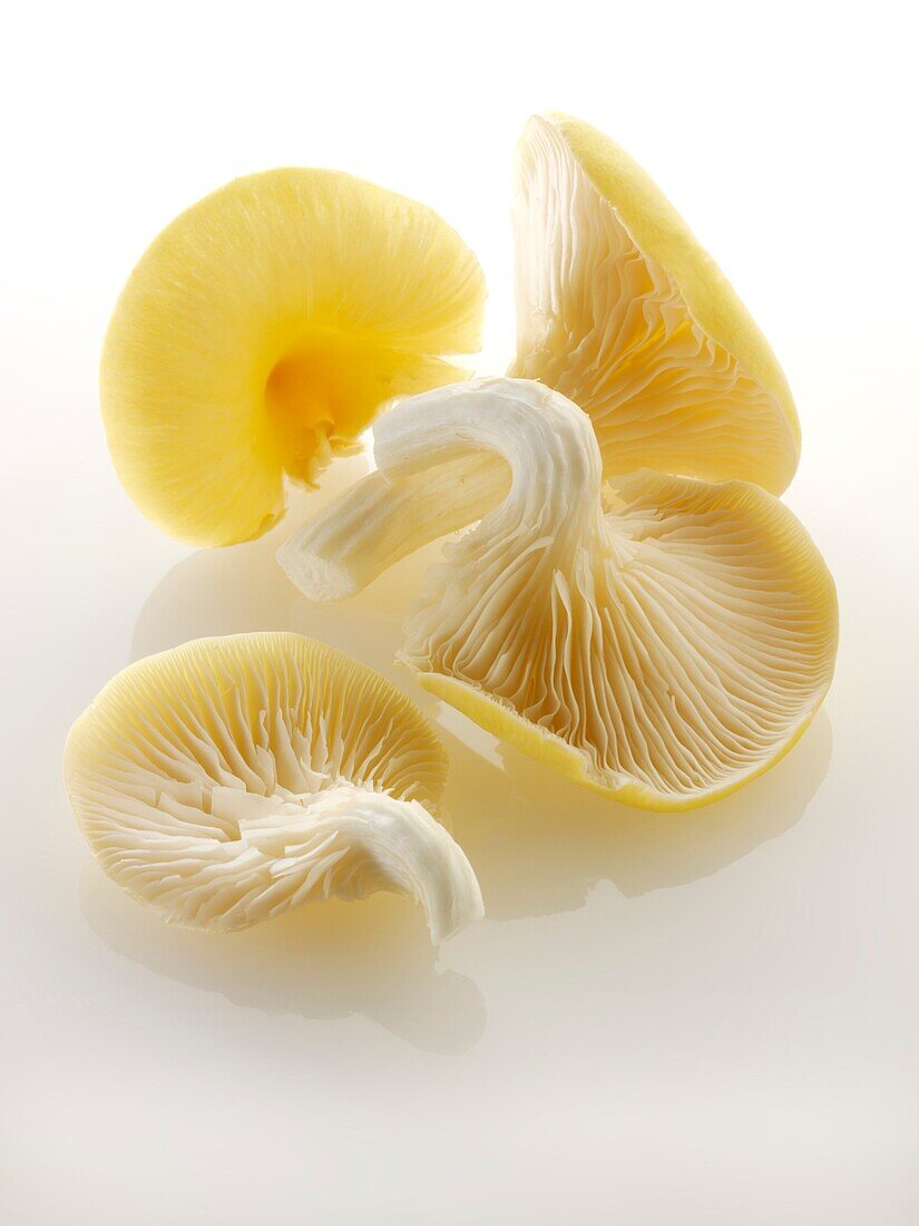 Raw fresh Yellow Oyster mushrooms