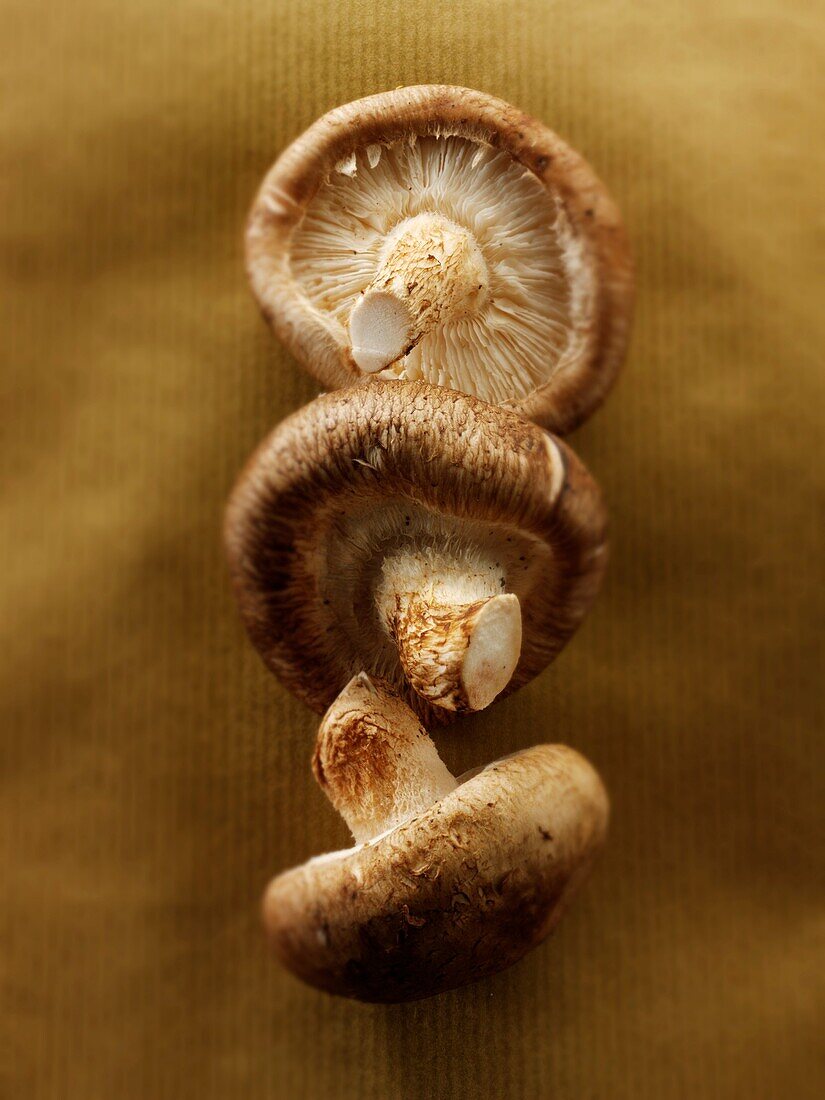Fresh Shiitake mushrooms shitake raw
