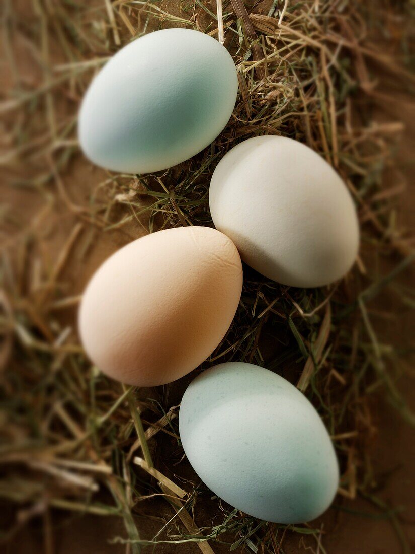 Cotswold Legbar organic free range chicken eggs