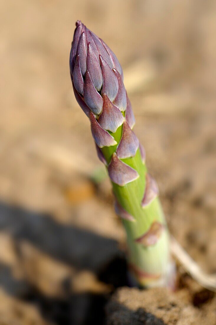 Fresh English Asparagus growing