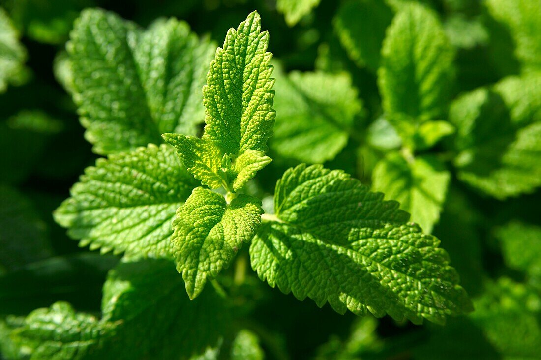 Fresh Mint leaves growing