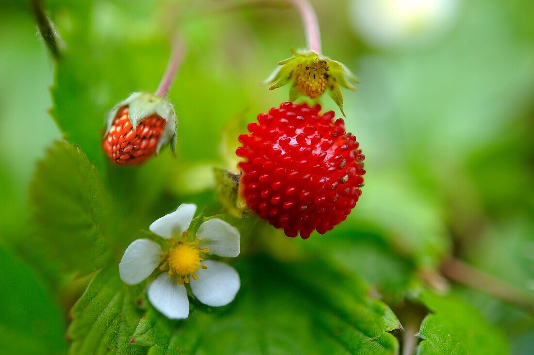 Fresh wild strawberries with flowers