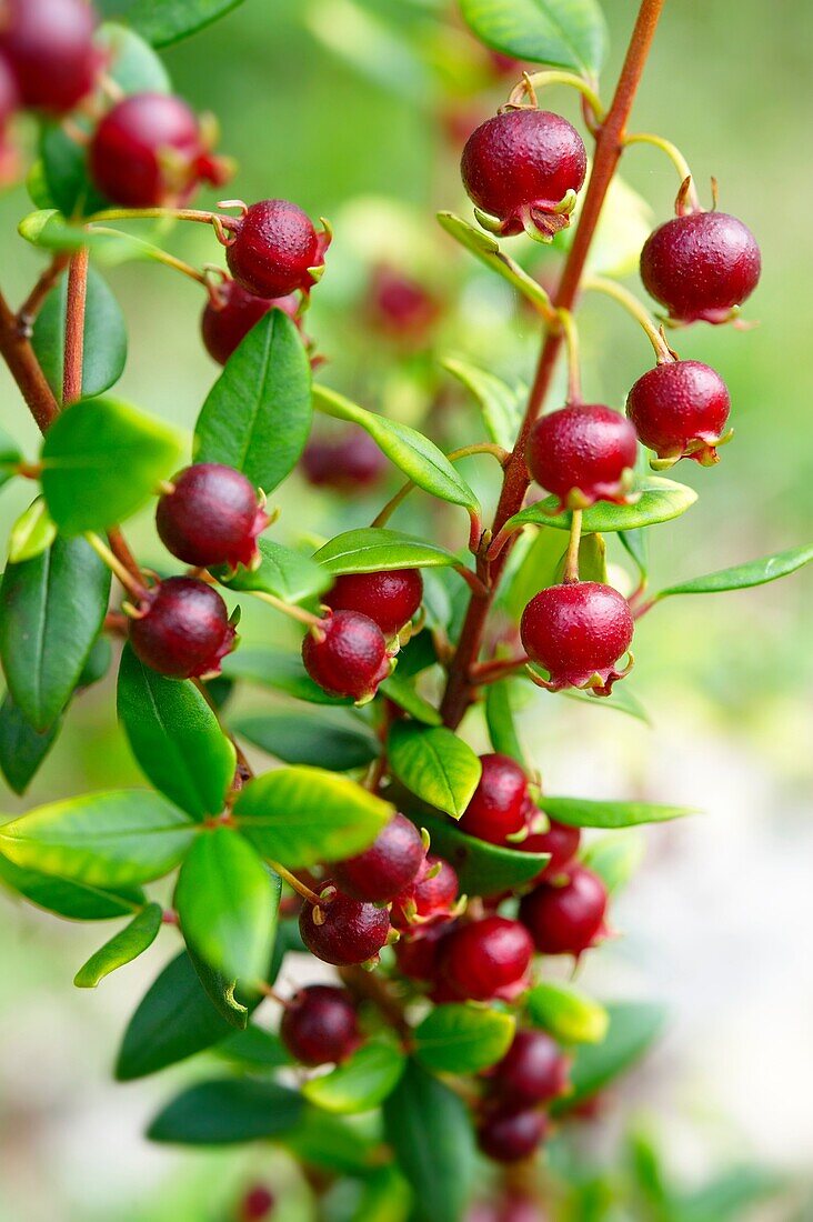 Ugni molinae Also known as Little Myrtle, Tazziberry or New Zealand cranberry Chilean superfood anti oxidant