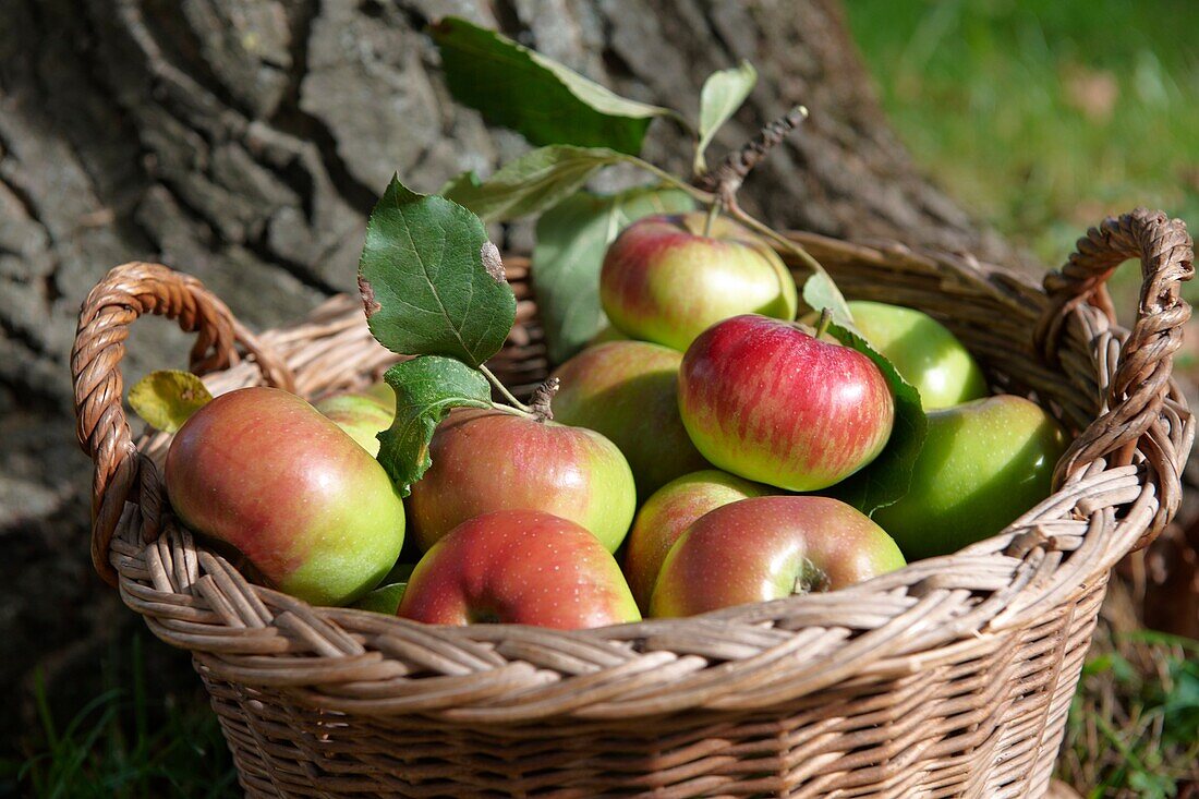 Fresh organic apples harvested in a basket in an apple orchard