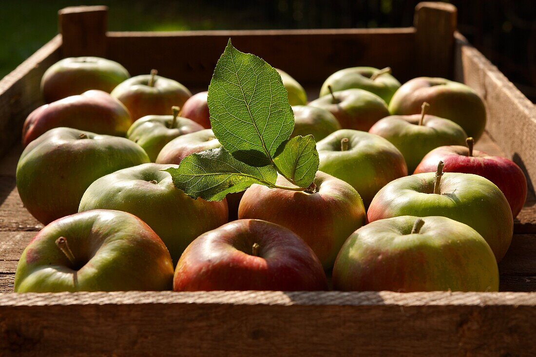apple, autumn, eatable, eating, food, fresh, fruit, harvest, harvesting, healthy, horizontal, natural, nourishment, nutrition, organic, outdoor, pick, produce, ripe, YL2-1202734, AGEFOTOSTOCK