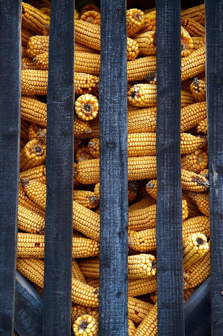 Corn cobs drying in a corn pen in the Orség Orseg region with corn drying, Hungary