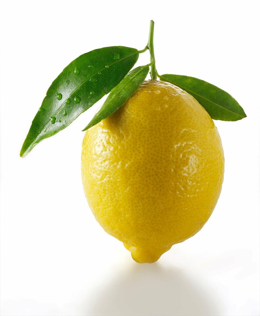 Fresh whole lemons with leaves