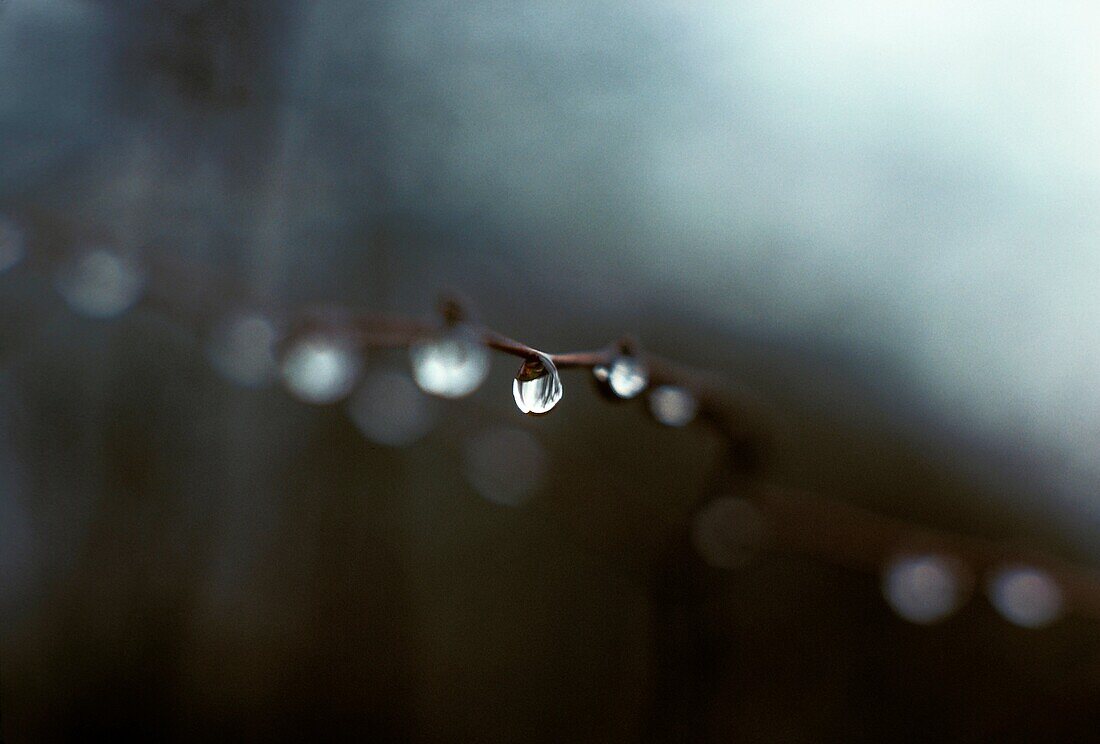 Single droplet hovering on a twig