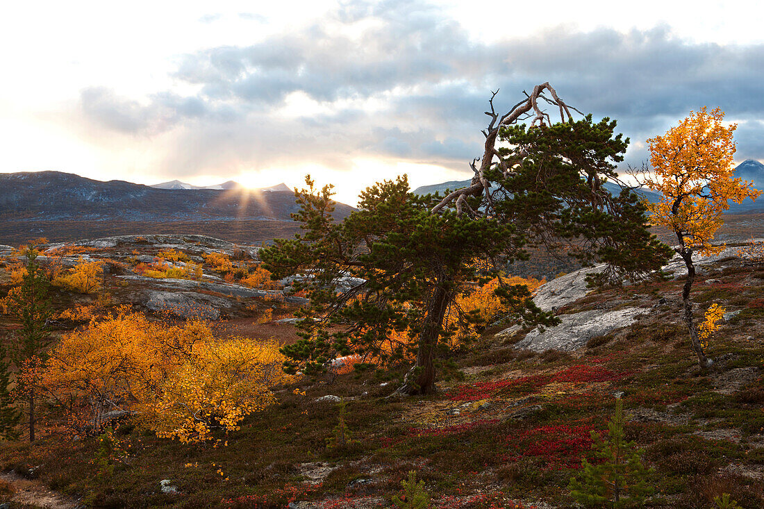 Felsige Landschaft mit vereinzelten Birken und Kiefern nördlich vom Polarkreis, Sonnenuntergang, Saltdal, Junkerdalen Nationalpark, Wandertour, Herbst, Fjell,  Lonsdal, nahe bei Mo i Rana, Nordland, Norwegen, Skandinavien, Europa