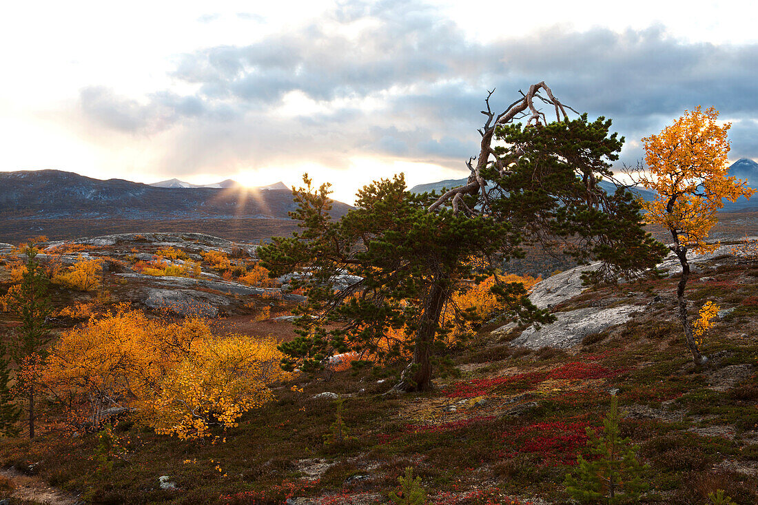 Rocky landscape with some birch trees and pines north of the arctic circle at sunset, Saltdal, Junkerdal national park, trekking tour in Autumn, Fjell, Lonsdal, near to Mo i Rana, Nordland, Norway, Scandinavia, Europe