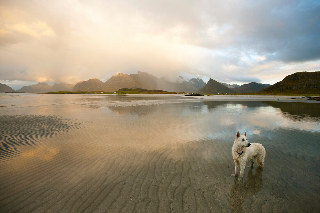 Weißer Schäferhund steht im Wasser vor Bergkulisse, Lichtstimmung, Landschaft auf den Lofoten, Herbst, Flagstadoya, Nordland, Norwegen, Skandinavien, Europa