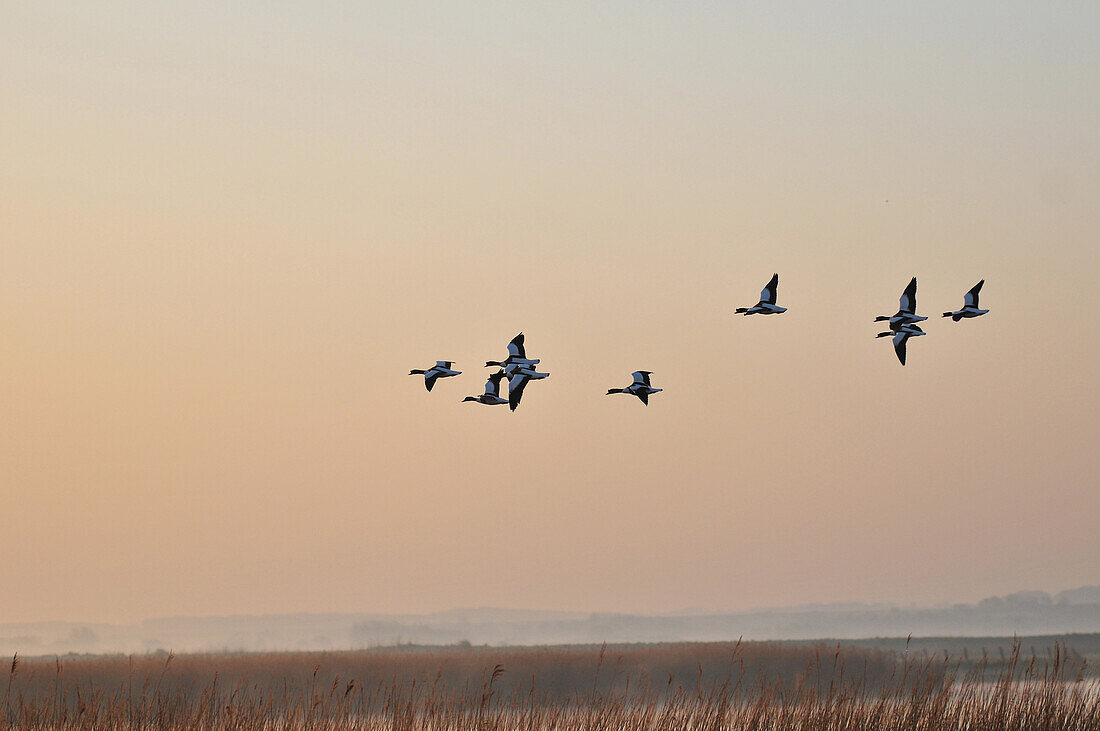 Common Shelducks in Flight, Nature Reserve of the Bay of Somme, Somme (80), France