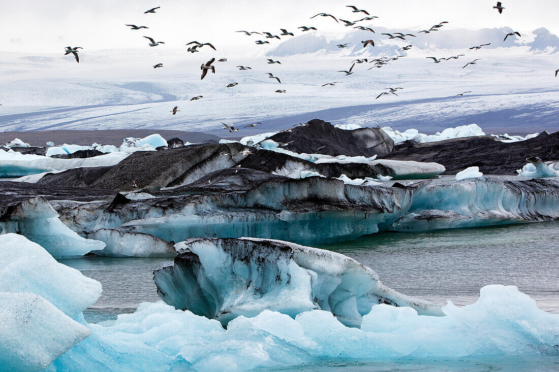 Flight of Seagulls Over the Icebergs on Lake Jokulsarlon, An Extension of the Vatnajokull Glacier Or Glacier of Lakes, the Largest Icecap in Iceland, Possibly Even Europe
