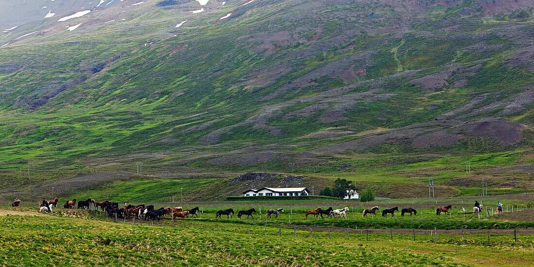 Icelandic Horses Being Brought Back to Their Meadow, Northern Iceland, Europe