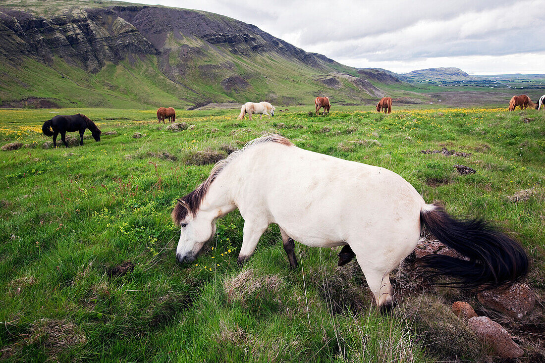 Icelandic Horses near Mosfellsbaer, Western Iceland, Europe