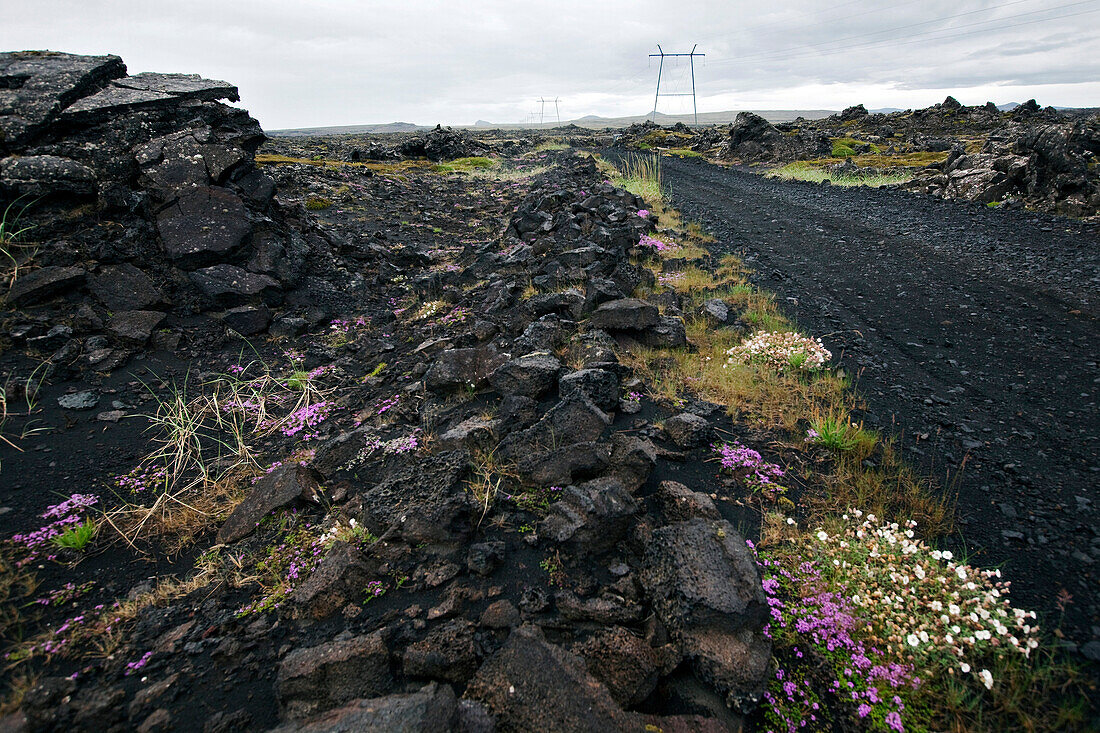 Lava Fields in the Region of the Blue Lagoon, Southwest, Iceland, Europe