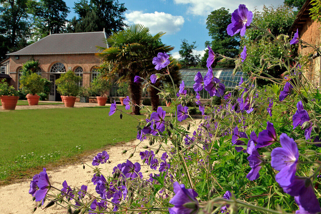 Wild Geranium in front of the Orangery, Park and Gardens at the Chateau De Vandrimare, Eure (27), France