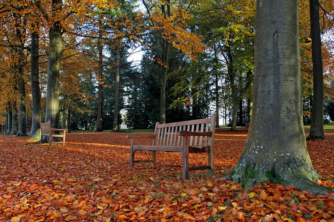 Benches and Autumn Leaves, the Chateau and Arboretum of Harcourt, Eure (27), France