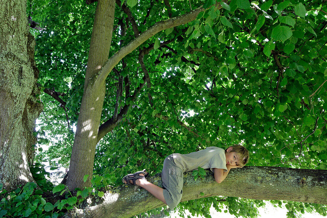 Child Straddling a Linden Tree Branch, Eure (27), France