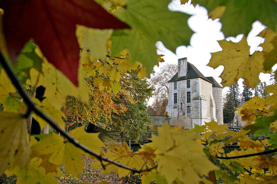 Maple and Sycamore Leaves in Autumn, the Chateau and Arboretum of Harcourt, Eure (27), France