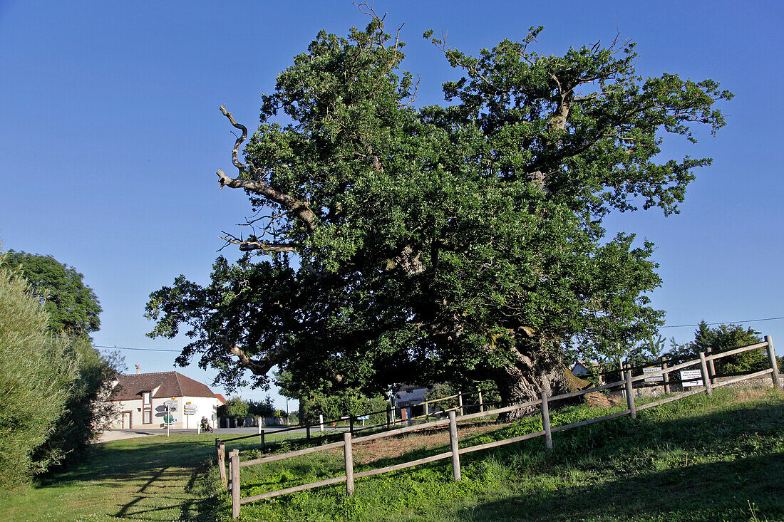 The Virgin's Oak, 650 Years Old, La Loupe, Eure-Et-Loir (28), France