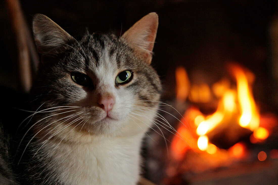 Housecat on a Chair Next to the Fireplace, Creuse (23), France