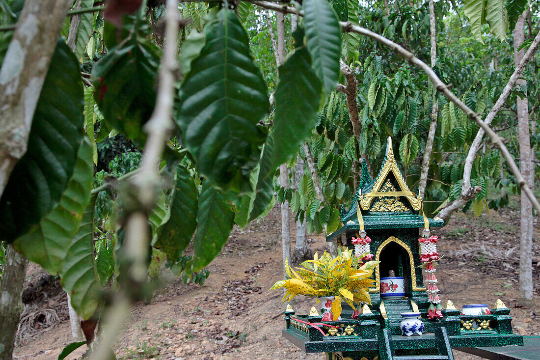 Small Buddhist Altar Coffee Tree Plantation Meant to Thank Buddha For Protecting the Crops and Favouring the Harvest, Thailand, Asia