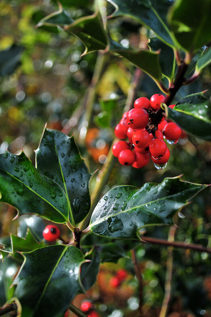 Holly, Private Forest near the Marquenterre Park, Somme (80), France