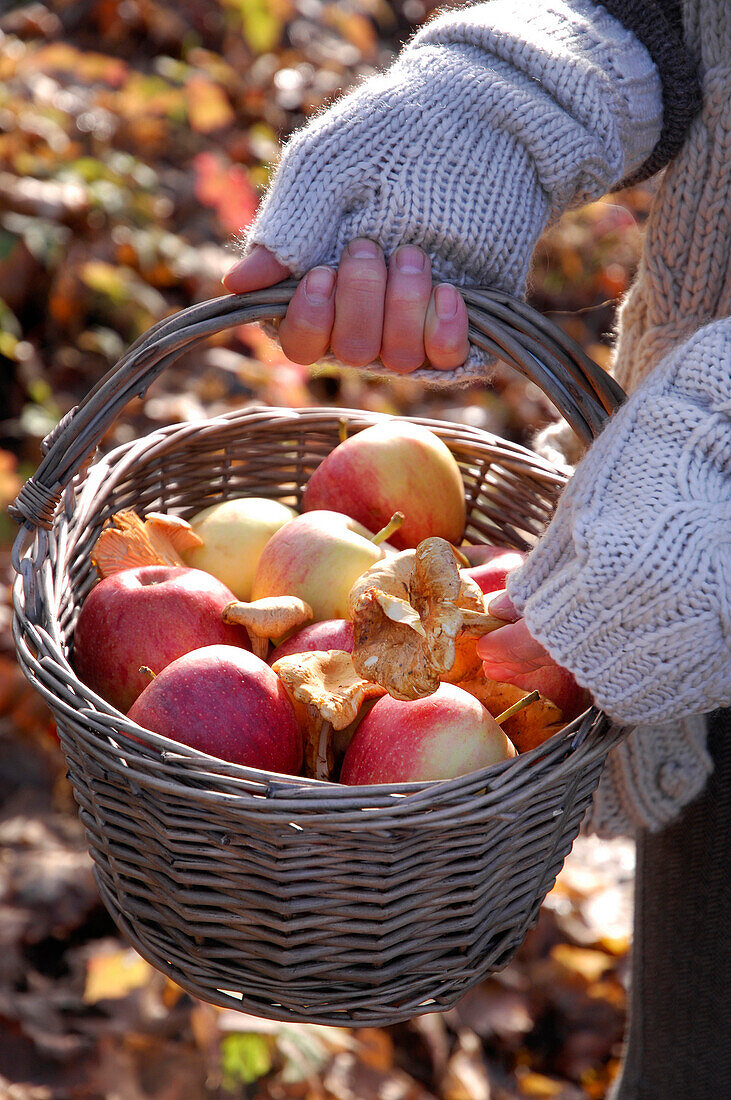 Gathering Apples and Mushrooms, Autumn Fruits and Vegetables