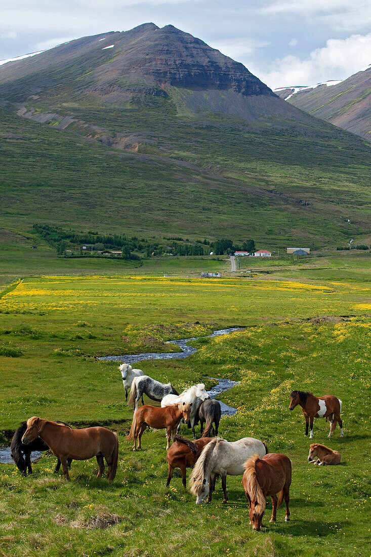 Icelandic Horses in a Meadow, Iceland, Europe