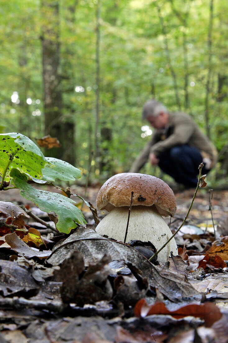 Gathering Mushrooms, Small Cep (Porcini) Or Boletus Mushroom Also Called Champagne Cork in French, Senonches Forest, Eure-Et-Loir (28), France