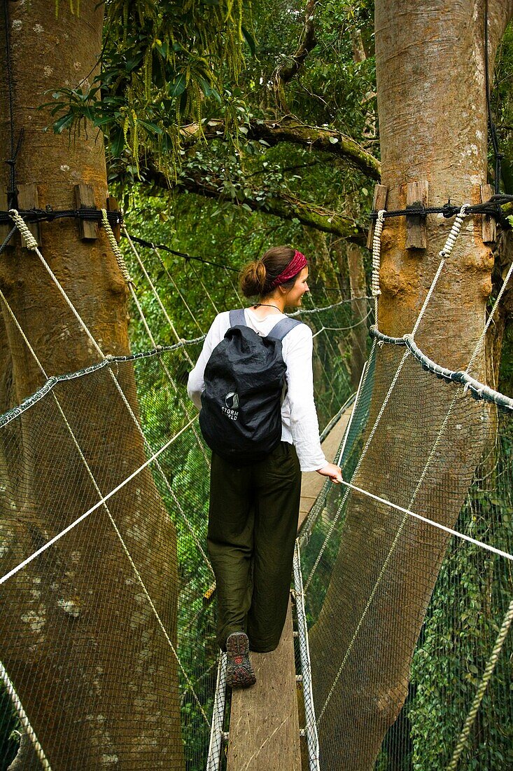 Sabah Malaysia, Borneo, Kinabalu National Park Tourist walking the jungle canopy walkway at Poring Hot Springs