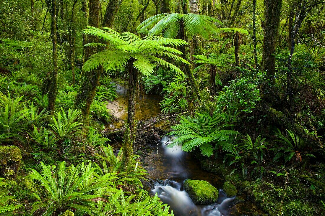 New Zealand, Southland, Tuatapere Hump Ridge Track Small stream running through lush temperate rain forest encountered on the Tuatapere Hump Ridge Track