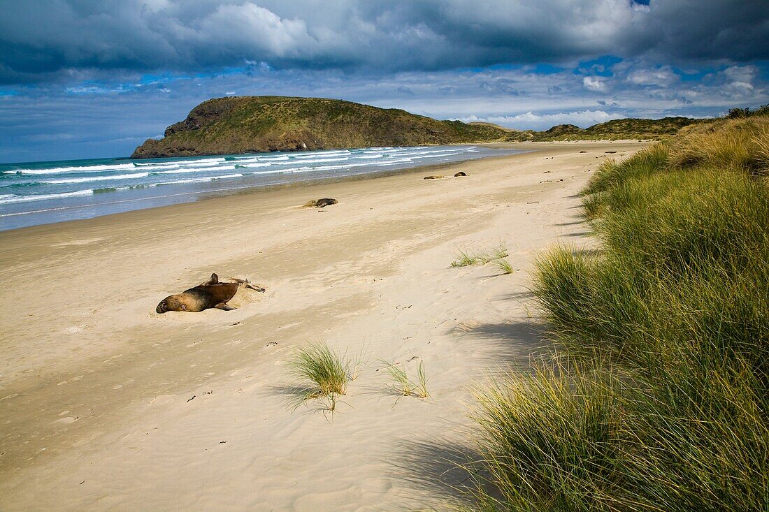 New Zealand, Otago, The Catlins Hooker's Sea Lions resting along the rugged Catlins coast of Cannibal Bay