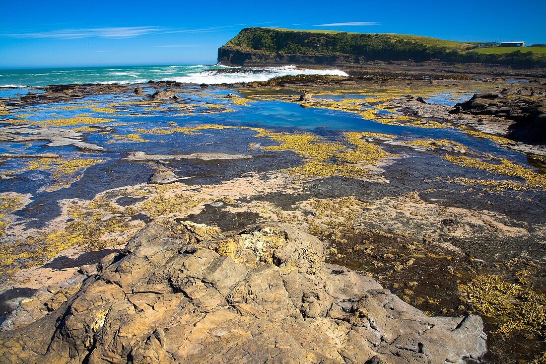 New Zealand, Southland, The Catlins Curio Bay Petrified Forest, an internationally renowned fossilised forest, dating from the Jurassic period