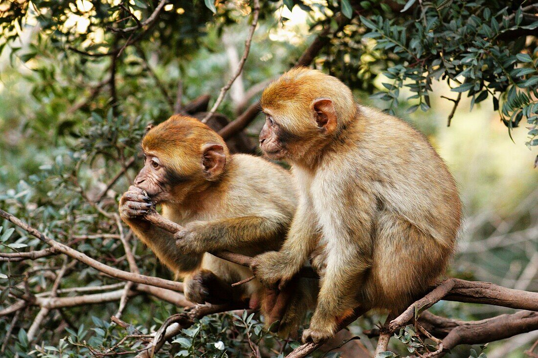 Morocco, Central Morocco, Cascades d'Ouzoud Macaque Monkeys Barbary Ape, playing in woodland near the falls